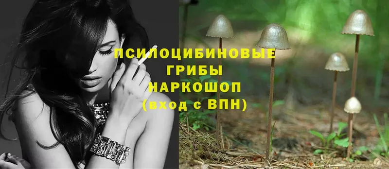 Псилоцибиновые грибы Psilocybe  цены   Видное 